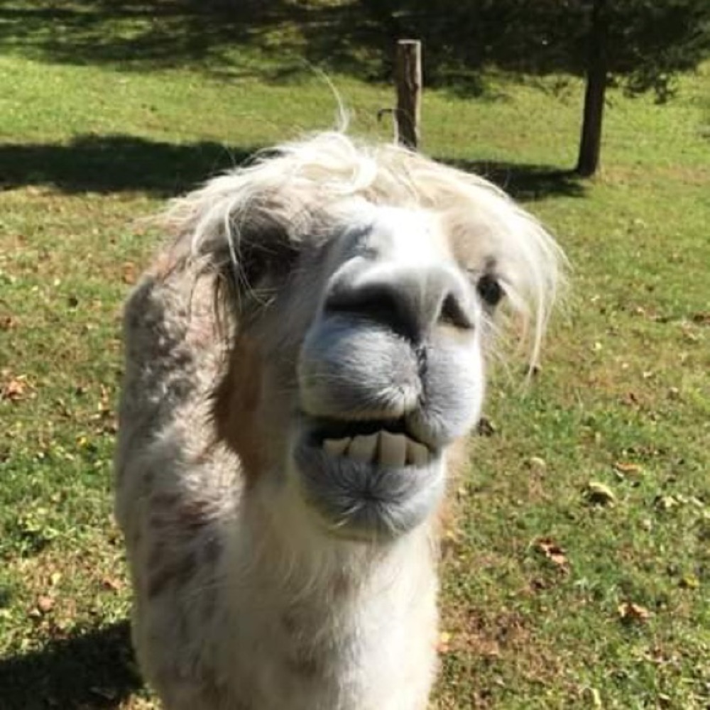 Meet your Posher, Pamela